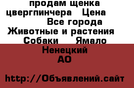 продам щенка цвергпинчера › Цена ­ 15 000 - Все города Животные и растения » Собаки   . Ямало-Ненецкий АО